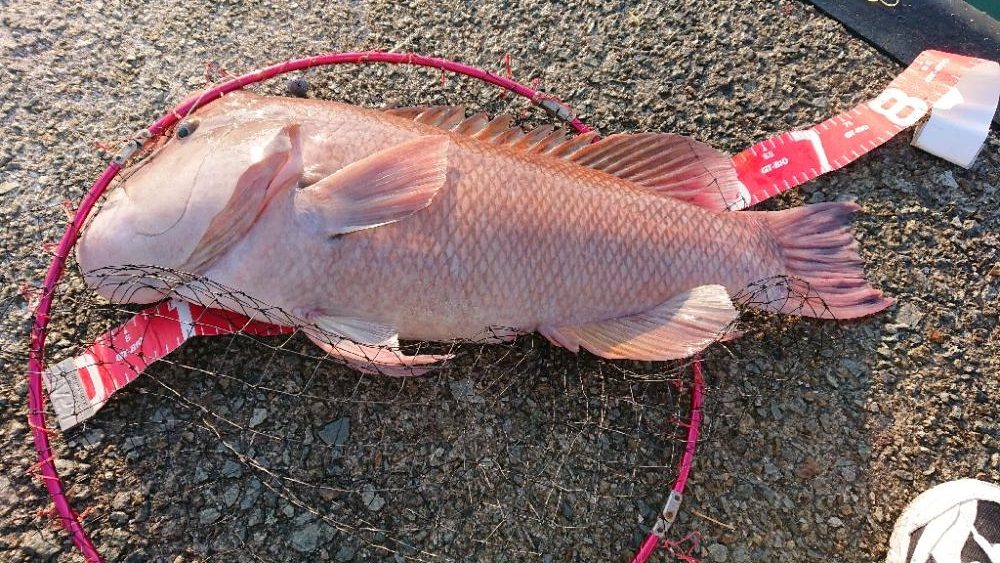 コブダイエ釣り