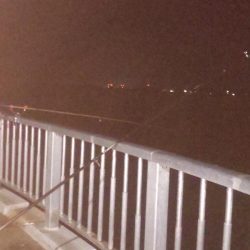 アジ大漁 珍しいゲストも