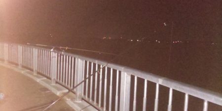 アジ大漁 珍しいゲストも