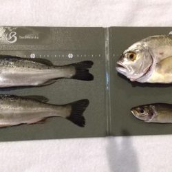 今季初メッキ！