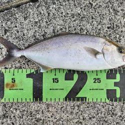 久々のネイゴ！釣れました。