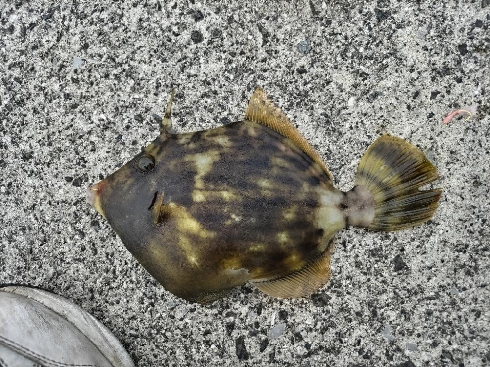 カワハギとオオモンハタ釣れました!