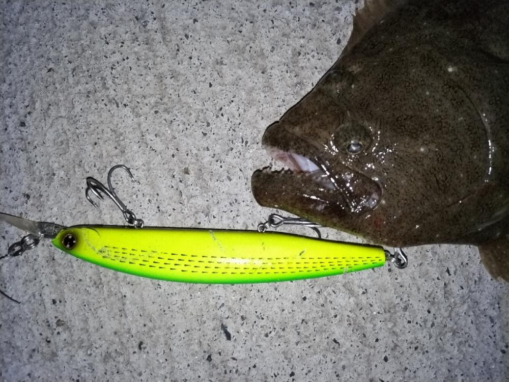 ヒラメが釣れました!