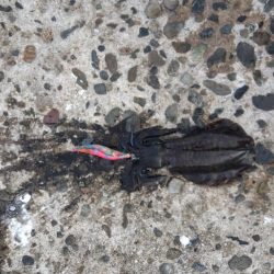 学生時代ぶりのエギングでアオリゲット