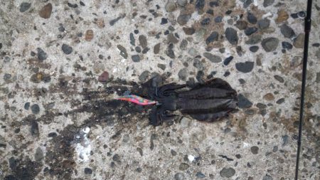 学生時代ぶりのエギングでアオリゲット