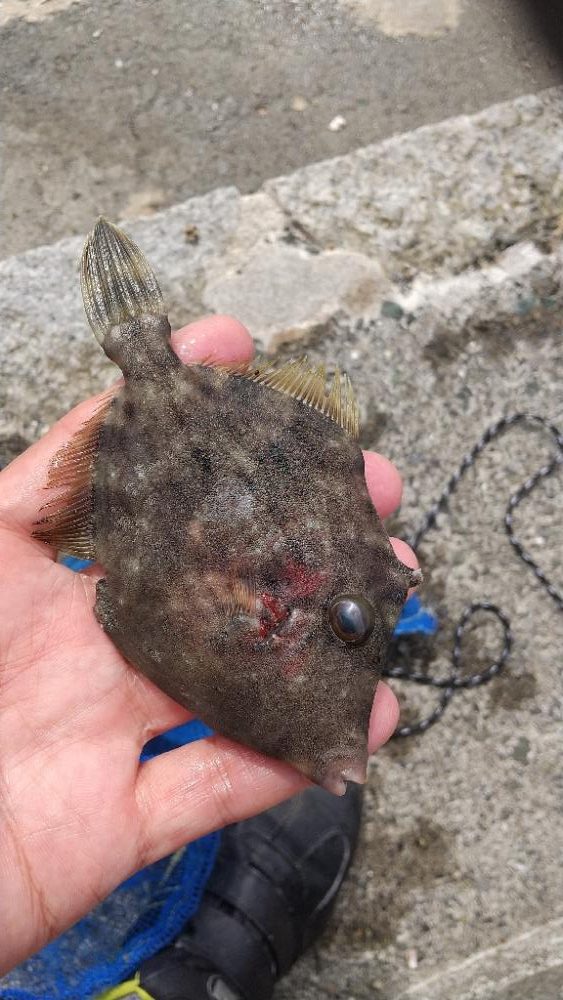 カワハギ釣りも面白い