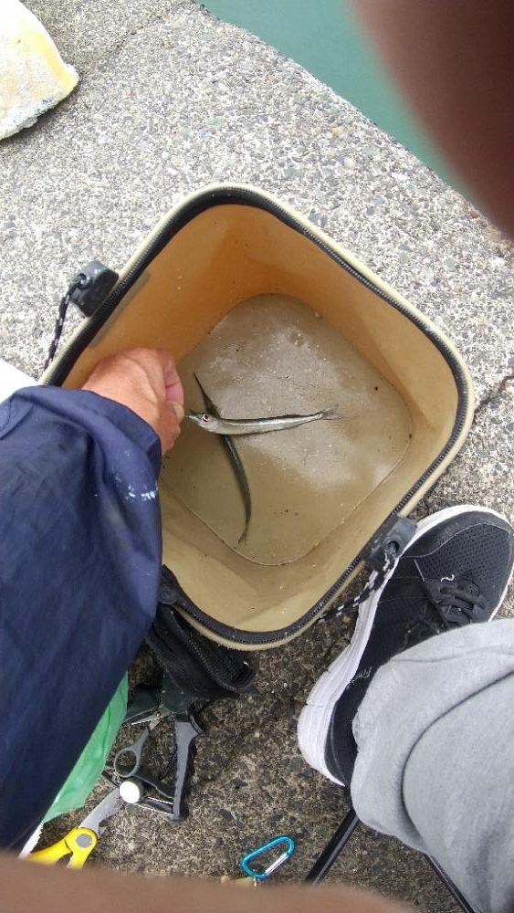 ペンシルサヨリ