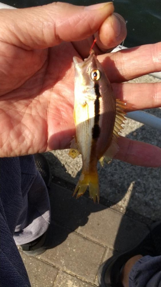 大阪港リベンジ