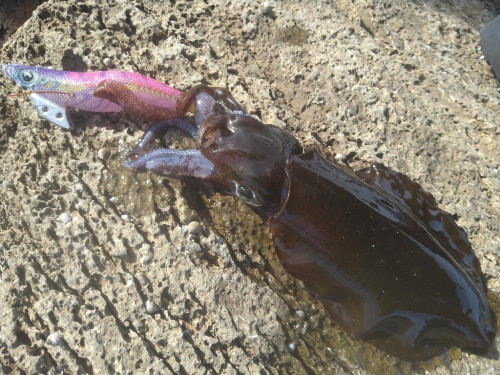 荒れ磯エギング