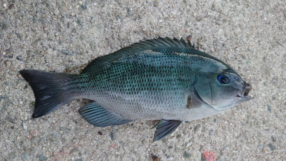 久しぶりに翼港