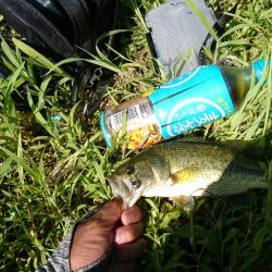 ライトリグで数釣り