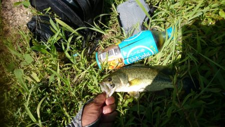 ライトリグで数釣り