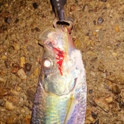 タ、ターポン！？