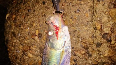 タ、ターポン！？