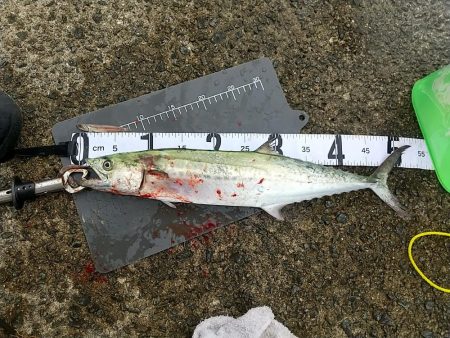 二度目のサゴシ