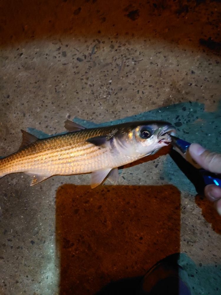 アジングでボラ