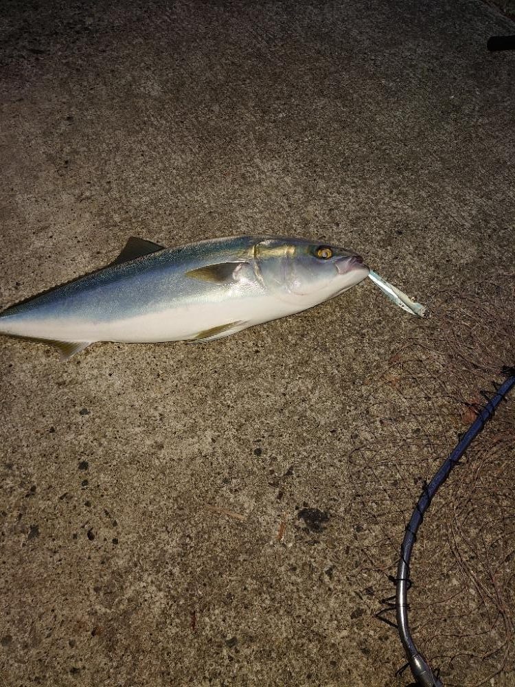 久しぶりのメジロ