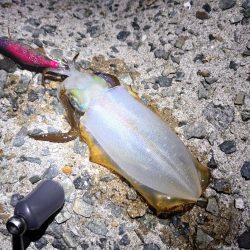 今年はまだまだアオリイカ