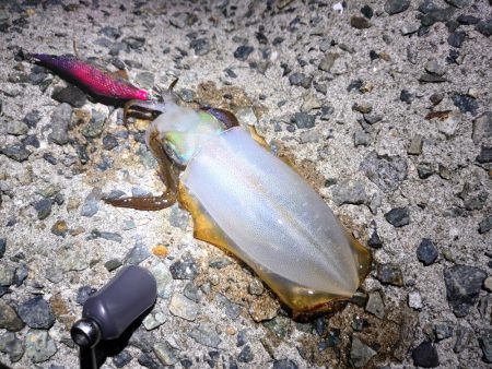 今年はまだまだアオリイカ