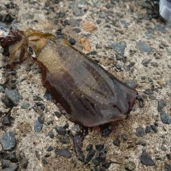 デイエギングの釣果!