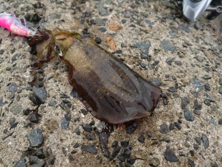 デイエギングの釣果!