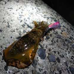 今年はどこでもエギング好調!