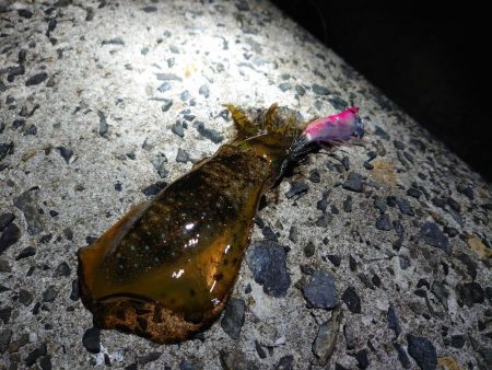 今年はどこでもエギング好調!