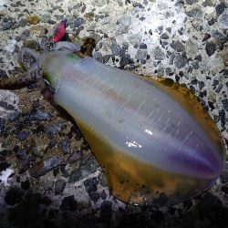 アオリイカも型揃いに