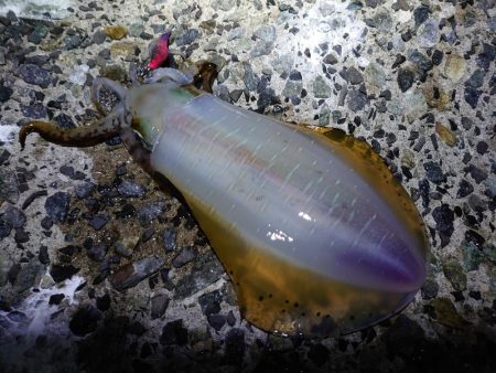 アオリイカも型揃いに