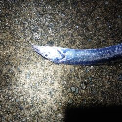 少し遅めの刀狩り!