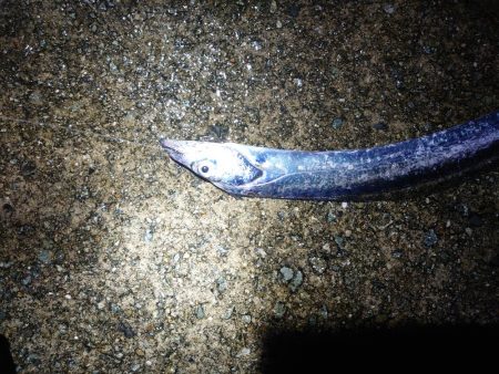 少し遅めの刀狩り!