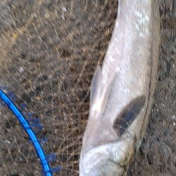 北西風で荒れ荒れ