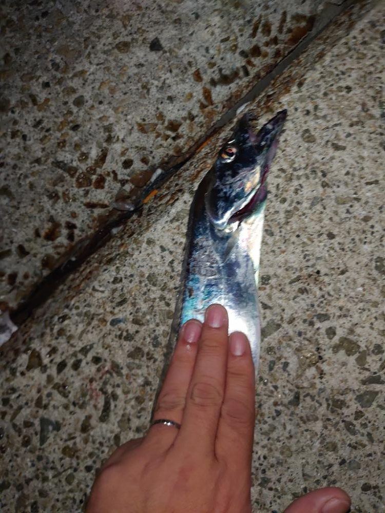 またまたタチウオテンヤ🎣