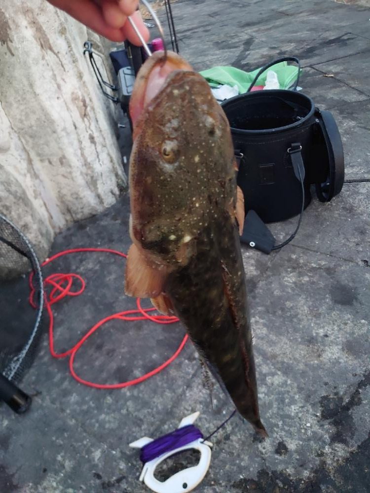 青物狙いのノマセ釣り🎣