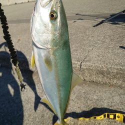 アジングとノマセ釣りとショアジギングの欲張り釣行🎣