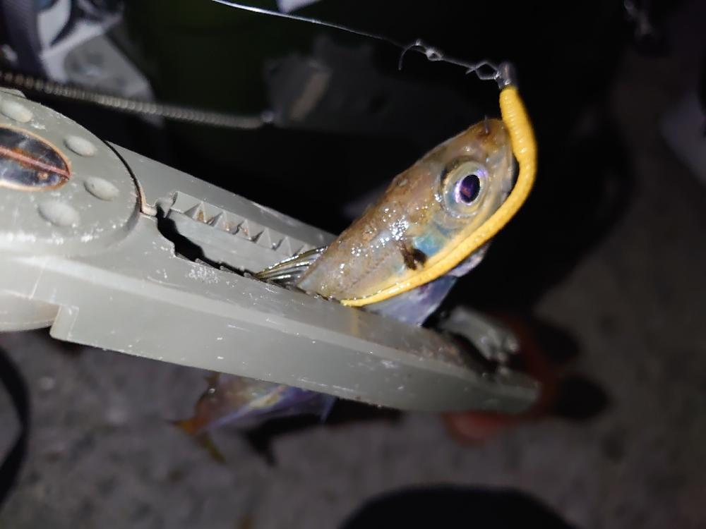 アジング釣行🎣