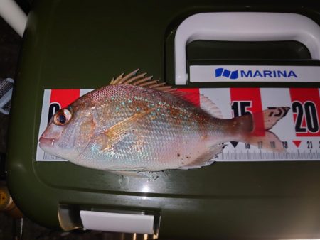 久しぶりのエビ撒き釣り🎣