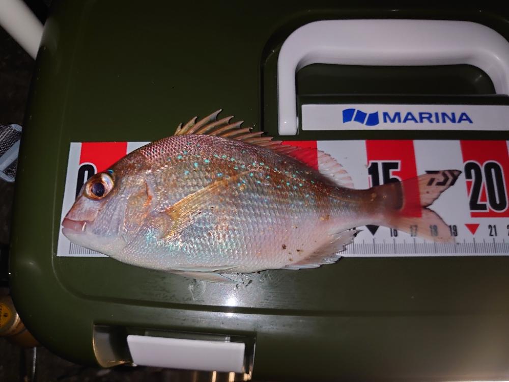 久しぶりのエビ撒き釣り🎣