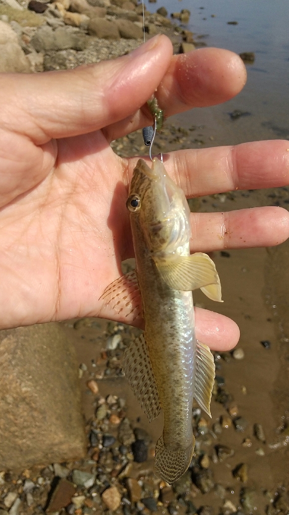 淀川ハゼ～小さいけど…