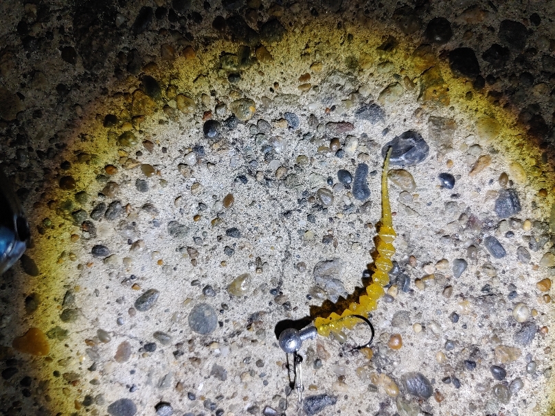 セイゴ2匹(18～23cm)