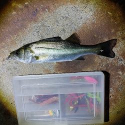 セイゴ3匹(19～22cm)