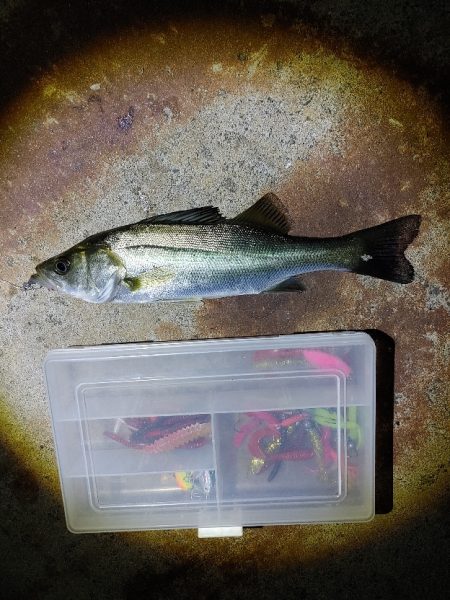 セイゴ3匹(19～22cm)