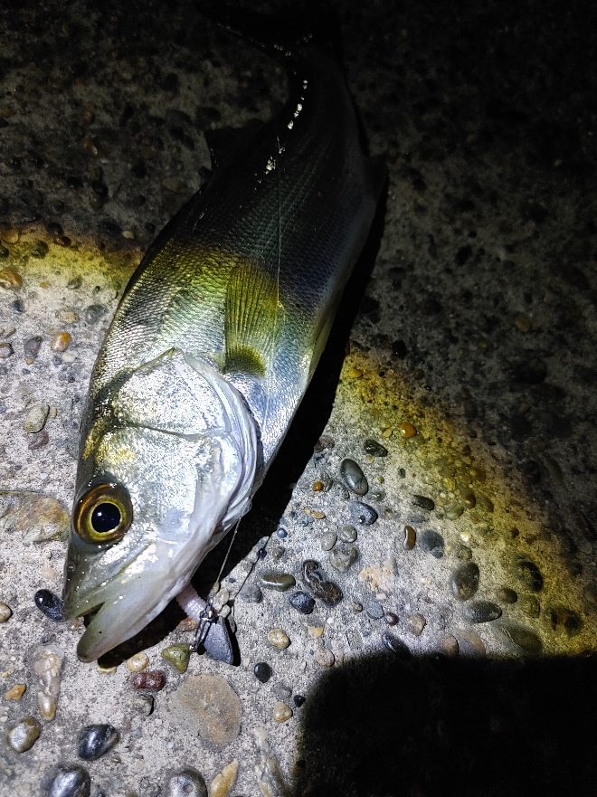 なんとか1本セイゴ22cm(^^;)