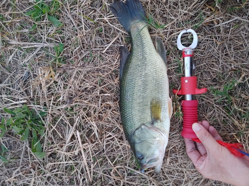 ブラックバス39cm