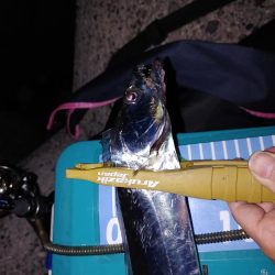 ワインド アジング