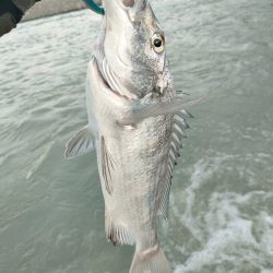 やっと見れたシーバス