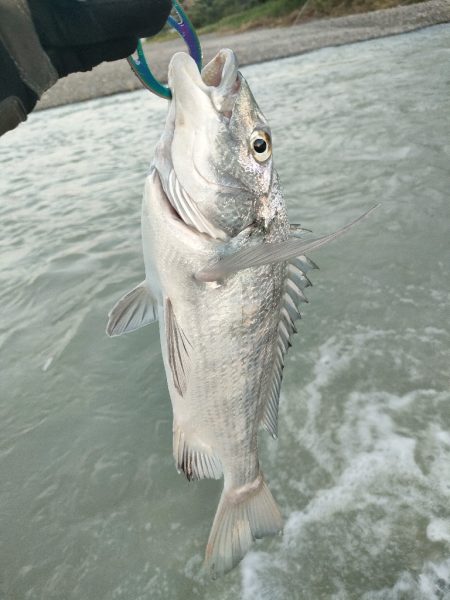 やっと見れたシーバス