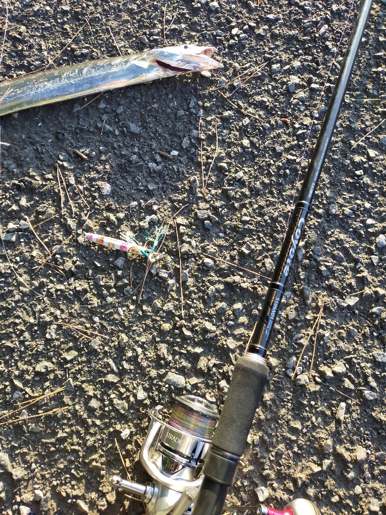 朝マズメ／ベイト多数