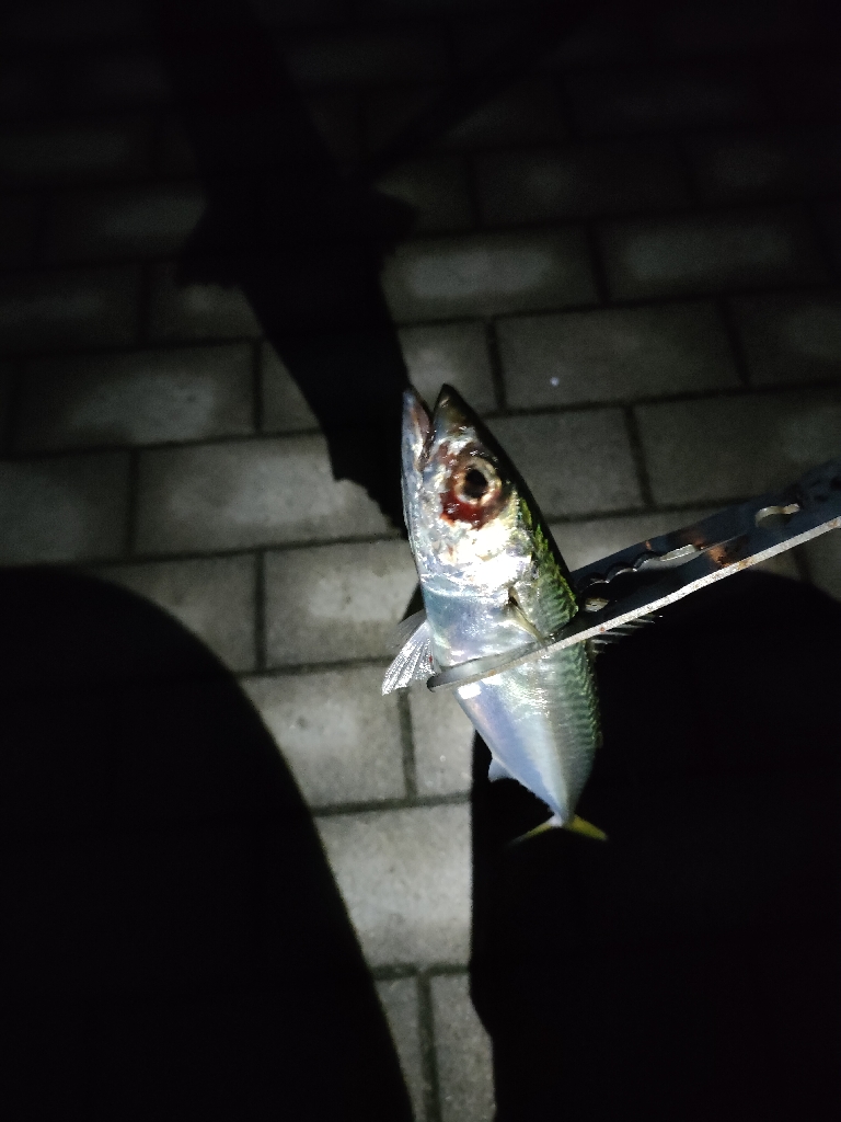 タチウオ釣果もサバのみ