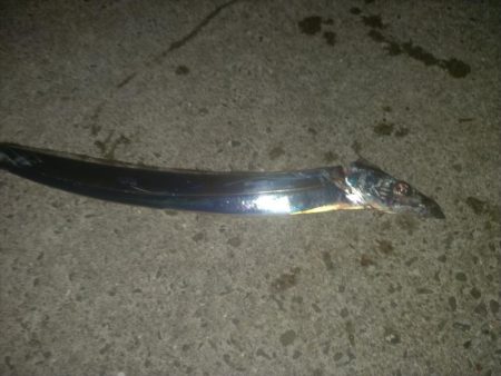 タチウオは釣れる